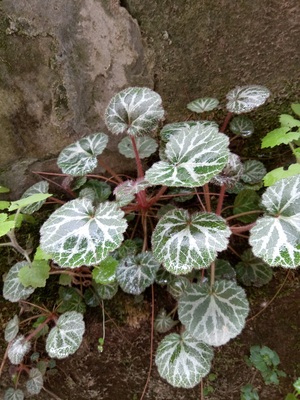 野生新鲜 虎耳草 金丝荷叶 盆栽虎耳草苗微景观及药用现挖图片