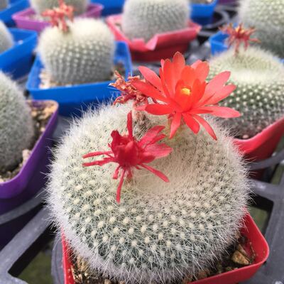白雪光实生仙人球会开花的多肉植物室内办公室防辐射盆栽满28包邮