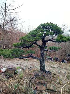 五针松树盆景