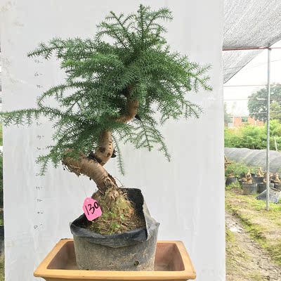 大型绿植不老松澳洲松客厅四季青书房植物盆景盆栽室内客厅