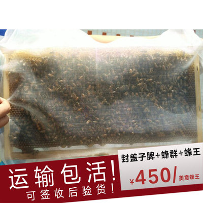 蚊子种蜂群蜂群带王群意蜂蜜蜂群美意群笼活体型蜂王脾蜂意蜂蜜蜂20几楼还有活体图片