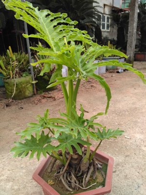 春羽 龙鳞杆