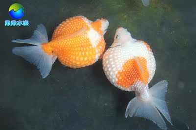 红珍珠鱼