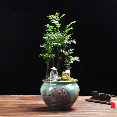 小叶紫檀盆景植物客厅大绿植室内绿色镇宅四季常青木本好养盆栽图片