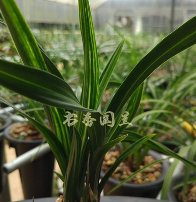 水晶叶兰花图片