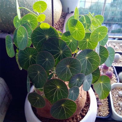 张先生泰国山乌龟耐阴植物圆叶山乌龟块茎盆栽包邮多肉花卉素可太图片