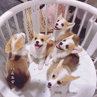 柯基犬柯基柯基幼犬柯基活体柯基犬纯种幼犬柯基犬幼崽短腿柯基犬