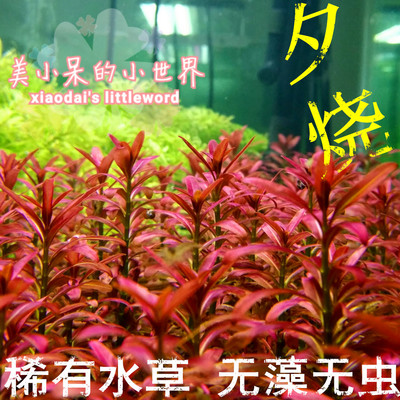 水草中雨伞水下叶夕烧红宫廷红后景红歌曲百叶红唇紫蝴蝶古巴丁香花丁香感悟图片