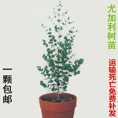 包邮桉树苗进口古尼桉小树苗尤加利苗盆栽心叶圆叶桉植物净化空气图片