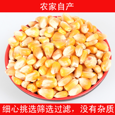干玉米粒玉米棒玉米面工坊小鸡钓鱼打窝鸽子鸭四季蚂蚁五谷杂粮花城饲料老黄玉米万科图片