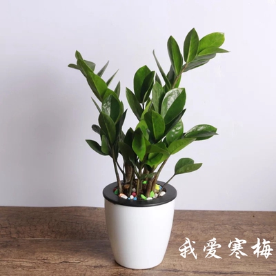 钱串子绿植