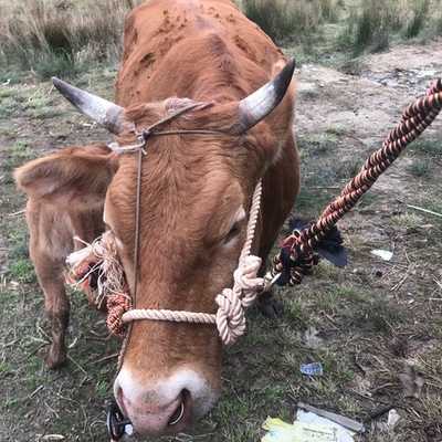 大转环龙头1根养马专用牛套保险扣50根拴项圈的绳子缰绳马大号
