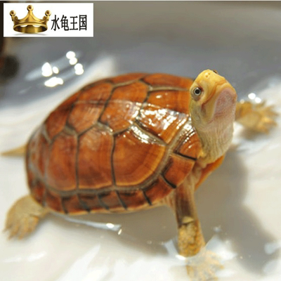 黄喉拟水龟价格小青_水龟_黄喉拟水龟小青-圈子花园图片