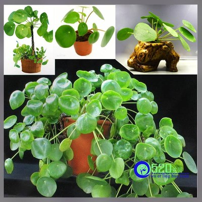 镜面草 植物图片