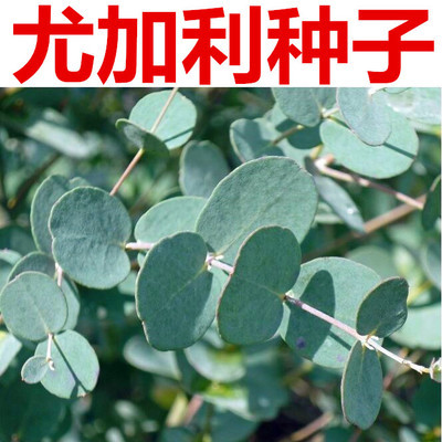尤加利种子 银水滴冈尼桉树种子 苹果桉 小叶桉 心形叶子桉树种子图片