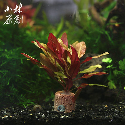 大红叶定植红色水草入门懒人弱光可发色前中后景活体水草鱼缸装饰图片