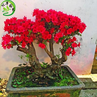 杜鹃盆景 造型老桩 万紫千红 小叶杜鹃 耐寒好养 花多而艳丽 实拍图片