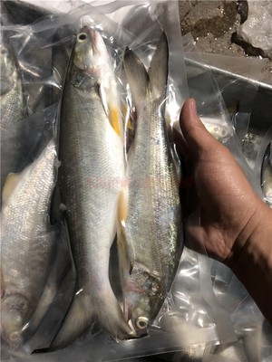 新鲜捕捞野生海鱼 台湾伍鱼 马友鱼 肉鲜嫩 一斤两条