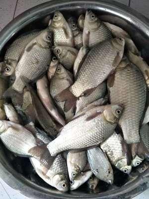 火爆的大家用化氏一味EX鱼竿怎么样，好不好用？质量靠得住吗？