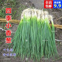 Vegetable seeds Spring sowing Autumn sowing family balcony potted four seasons chive seeds Small chive seeds Small shallots