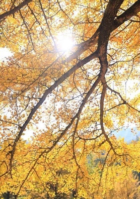 &ldquo;经历过很多这样的傍晚，上面灰蓝下面绯红的天空在距我几百米远的地方，梧桐或香樟或别的什么树列于两侧，有小店或大楼闪烁的灯光，但亮度不至于照亮夜空，面前是汽车的鸣笛声，身后是人们的谈话声。  我站着等车或是等人，看着天一点点变黑，不同于几小时前的白天和几小时后的夜晚，在模糊的分界线上，总是能什么都不想，不急不躁地发呆，等着循序渐进的变化。城市不同，心情不同，身份不同，这种慢慢看天空变黑的感受却是相近的。  有时候就想，其实自己一个人，能有一个街道，允许我在每天傍晚静静地看这样一番日常的景色，也挺好的。&rdquo;