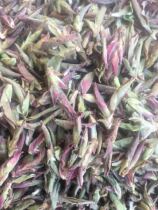 2021 Wild Ancient Tree Purple Bud Bud Tea Bud Bud Puer Tea Raw Tea Loose Tea Purple Bud Bud Tea 500g