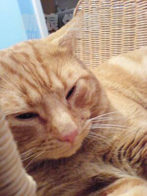 因为本仙女很懒，不想每一件商品都一样一样地去写好评，所以特意写了这样一个评论。但是这件商品无论是质量、材质还是款式，肯定都是本仙女所中意的，如果本仙女不喜欢的话，本仙女收到货肯定是会很生气的，很气很气的那种哦。不然这个评论肯定会变成那种喋喋不休，怨气横生，怨天怨地的那种。最后当然不可能忘了给这件商品一个好评，给各位爱淘宝的宝宝们一个购物参考，这个产品还是非常值得购买的！ 祝看到这条评论的各位小仙女们永远年轻漂亮美丽大方，永远都是16岁