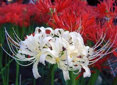 评测点评酷丰玻璃门指纹锁怎么样,酷丰指纹锁质量好不好,是杂牌吗