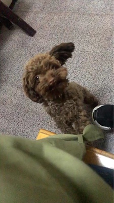 淘宝几年才知道原来评论85个字才会有积分。所以从今天到以后，这段话走到哪里就会复制到哪里。首先要保证质量啊，东西不赖啊。不然就用别的话来评论了。不知道这样子够不够85字。谢谢老板的认真检查。东西特别好，我不是刷评论的，我是觉得东西好我才买的，你会发现我每一家都是这么写的。因为复制一下就好了。