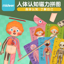 Mideer Childrens puzzle educational toy Magnetic human body structure cognitive puzzle 5-year-old boy 6 girl 8