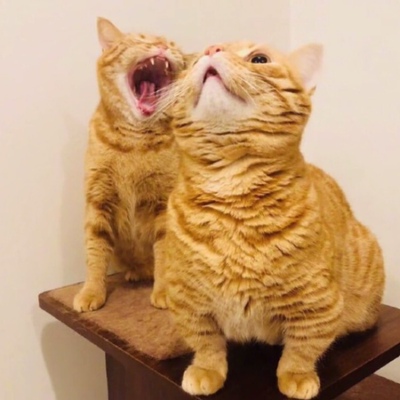 长度完全足够惹，开心！ 这是一个好评模板，是我为了增长淘气值而使用的。如果你看到了，你也可以像我一样给店家好评。需要说明的一点是，我之所以会给好评，是因为我已经认可了这个宝贝，我认为它符合我的购物标准，价格和质量都达到了我的要求。因为自己比较懒，所以就复制了这个好评模板，以后遇到需要给好评的宝贝，直接粘贴即可。差评的话我才不会写这么多，直接差评就是。最后，祝掌柜生意兴隆，日进斗金，也祝自己的淘气值更上层楼。