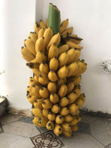 Sour Sweet Millet Banana with box 5 catties Fruit Fresh off Season Fruits Banana Banyana