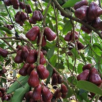 Hainan Sanya black pearl lotus fresh fruit gold net weight 4 catties just now off the hair