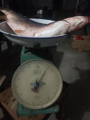 评测点评佳钓尼鱼竿有哪些系列，哪款型号比较好的？老司机说说！