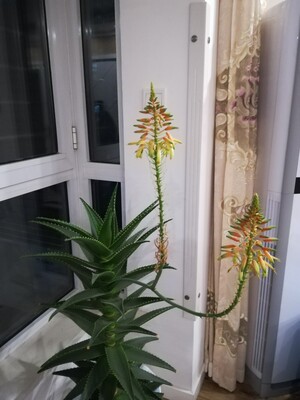 买，买，买，我还要买，很好！