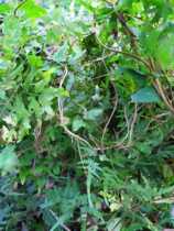 Wild Herbs Fresh Sea Golden Rattan Iron Centipede Net Rattan Spin Silk Rattan Drainage stones 500g