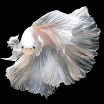 The Fighting Fish Live Fish Horsetail Tropical Pair Thai Lion King Bounty Golden Fish General Living Joy Watch The Male And Half Moon