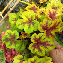Alum root plant potted combination flower non-seed viewing colorful flower seedlings four seasons perennial imported cold-resistant indoor and outdoor