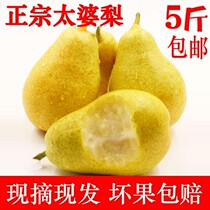 (Regular hair) 5kg of fruit fresh pears pears pears pears soft pears northeast eggplant pears