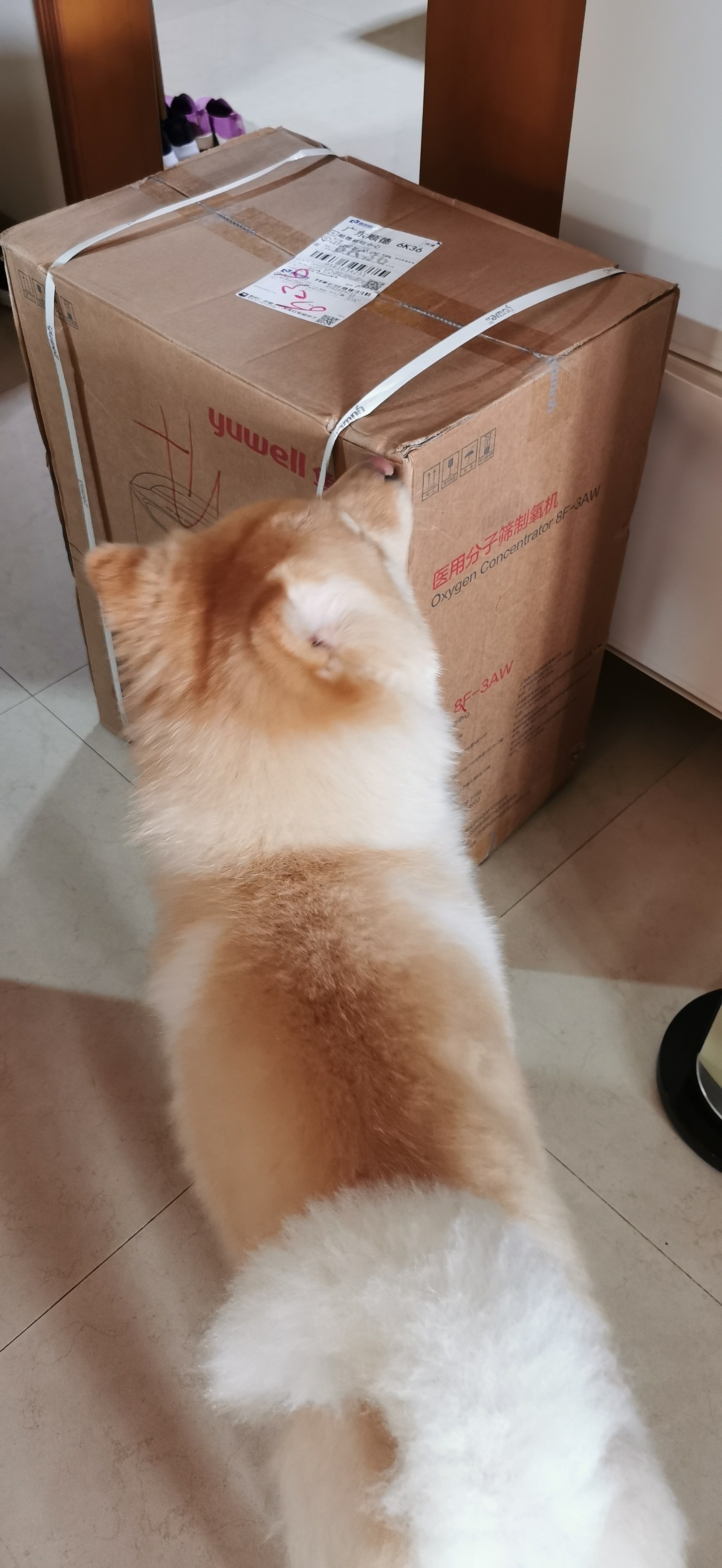 鱼跃制氧机是不是正品？
