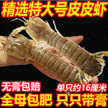 Pipi Shrimp Fresh Shrimp Crawling Subcooked Frozen Mega Wholesale Seafood Sea Shrimp Fresh Steam Cooked Full Mother With Cream Pippa Shrimp