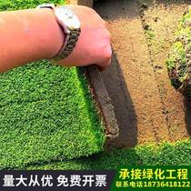 Turf Real Lawn Four Seasons Everreal Grass Green Grass Soccer Field Plant Belt Creative Resistant Cold Grass Roll Clay resistant