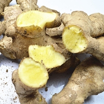 (Chang Fa) Shandong ginger 5kg ginger ginger fresh Old Ginger mother soil ginger moon ginger small yellow ginger