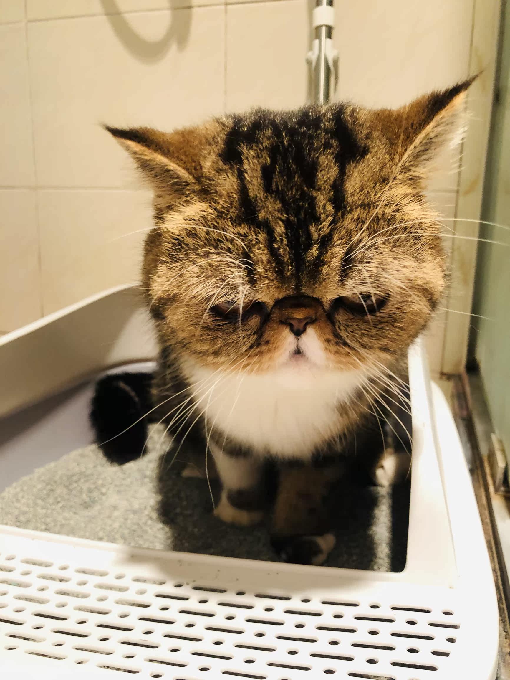 内幕爆料ns星际银河猫砂怎么样呢?质量如何?老鸟吐槽评测