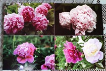 Yangzhou Peony drug postcard peony drug limit sheet