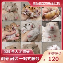 (Snow North Xiangnan)Eyeliner spotted face pattern Honey pigeon Gray tortoiseshell yellow gene Domestic Shih Tzu bear Starting price link