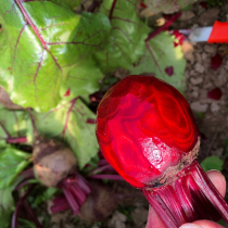 (Normal hair) 5kg of fresh vegetable beetroot beetroot head carrot flame red vegetable head