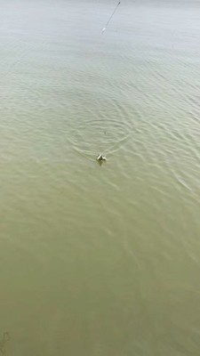 分析真实揭秘红狼鱼竿怎么样,质量到底如何?靠不靠谱?