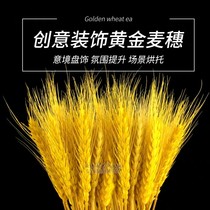 Golden wheat ears dry wheat ears Blossom Rice Ears Creative Ingredients Dish to adorn the cool side of the hotel and adorn the hotel surrounding the hotel.