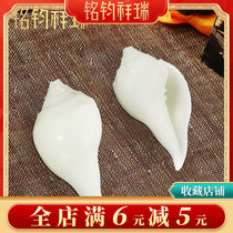 Natural White Shells Nepal Sea Snail Buddhism Supplies Mil-to-One Soundware Home Pendulum